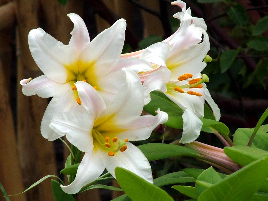 White Lilies