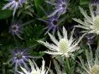 Alpine Sea Holly Eryngium