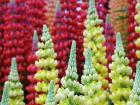 Blooms Lupins
