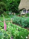 Foxgloves Vegetable Patch
