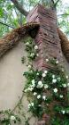 Rambling Rector Bird Nest