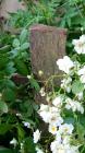 Rose Rambling Rector