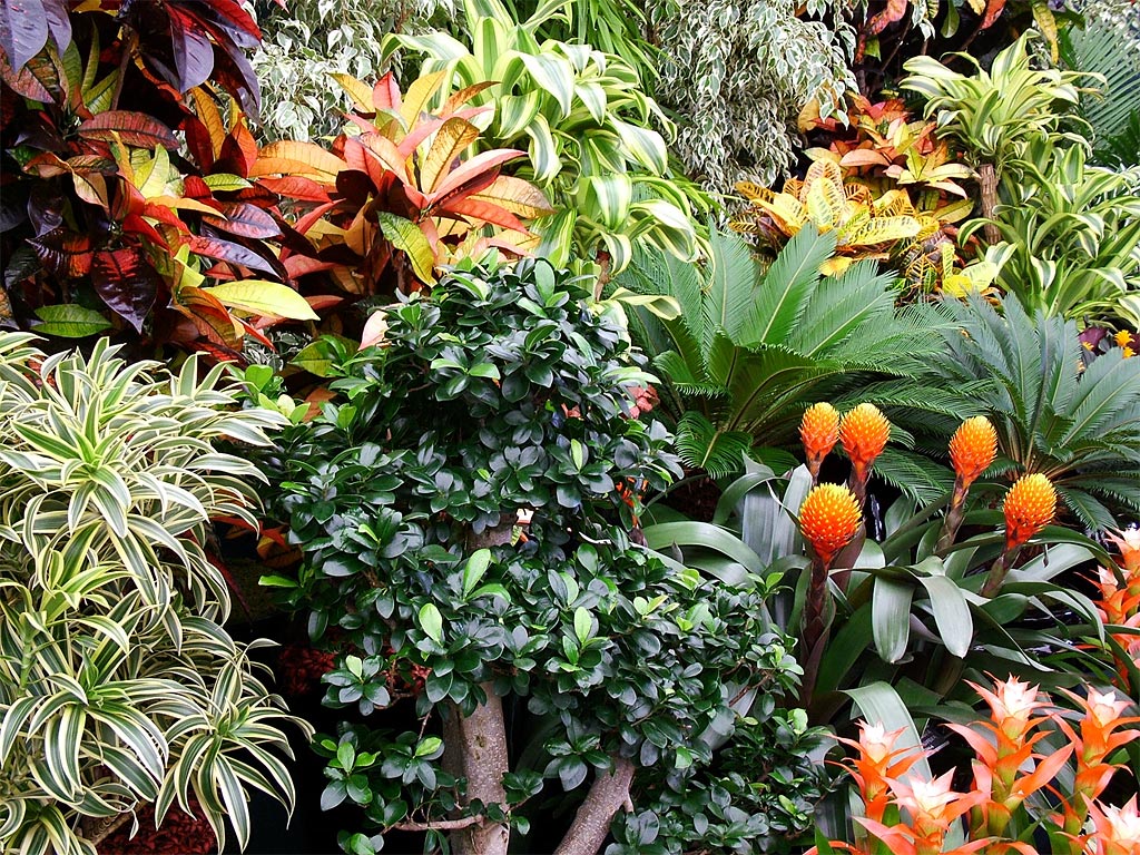 Rentokil Tropical Plants