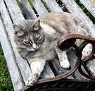 Cat Garden Bench