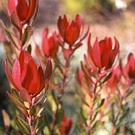 Stable Garden Proteas 2