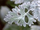 Silver Leaf Cinneraria