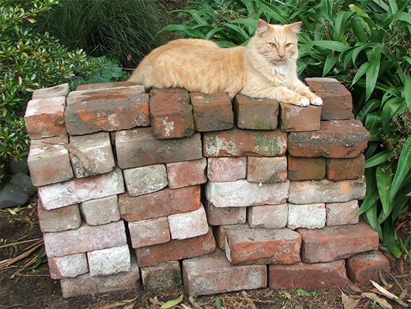 bricks-ginger-cat.jpg