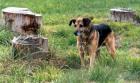 Dog Tree Stumps