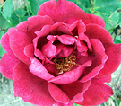 Etoile Holland Rose