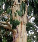 Eucalypt Tree