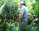 Gardener Green Foliage