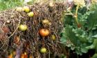 Hanging Sun Dried Tomatoes