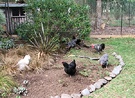 Hens Circle Garden