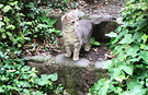 Kitten Stone Steps
