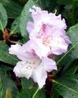Pale Rhododendron