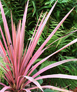 Pink Cordyline Red