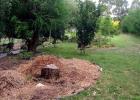 Rhododendron Garden View