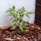 Small Pittosporum