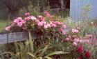 Stables Garden Roses Post Flax