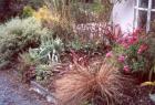 Stephen Bushy Pink Garden Border