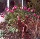 Stephen Pink Roses Flax Garden