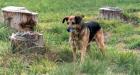 Taj Dog Tree Stumps