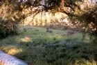 Tree Stump Garden Sun