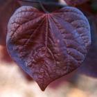 Trees Cornus Leaf Closeup