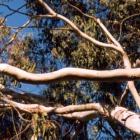 Trees Eucalyptus Trunk