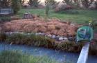 Wheelbarrow Water Garden