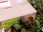 Mail Order Plants