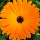 Annual Flower Calendula