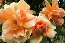 Apricot Flowers Rose