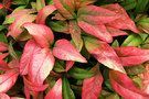 Autumn Colour Nandina