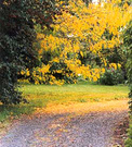 Autumn Garden Driveway Leav