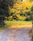 Autumn Garden Driveway Leaves