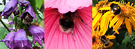 Bees Flowers 3