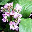 Bergenia Flower Spring