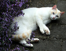 Best Cat White