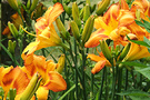 Big Daylilies Orange