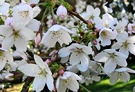 Blossom Flowers