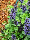 Blue Ajuga