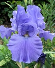 Blue Bearded Iris