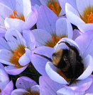 Blue Bee Crocus