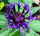 Blue Cornflower Perennial