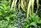 Blue Flax Forgetmenot