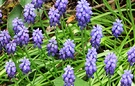 Blue Muscari