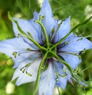 Blue Nigella Flower