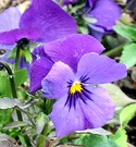 Blue Pansies