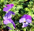 Blue Pansy Flower